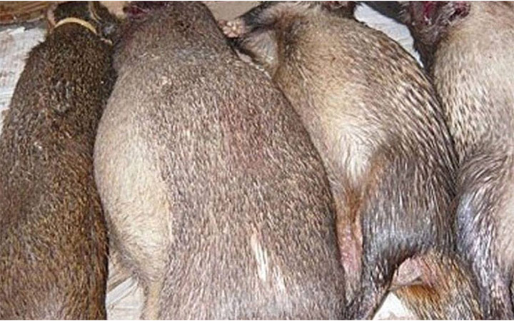 dr-marcel-ibrahim-keita-voici-ce-qu-il-faut-faire-pour-se-proteger-du-mpox